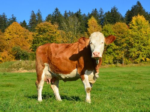 Kühe auf der Weide Kühe auf der Weide
