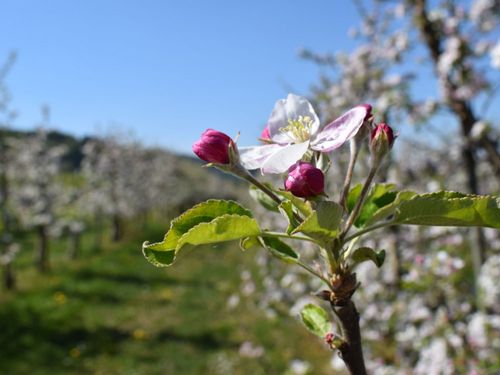 dsc_1203 dsc_1203