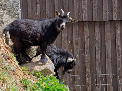 Kalle, Lotti mit klein Henry, unsere Zwergziegen