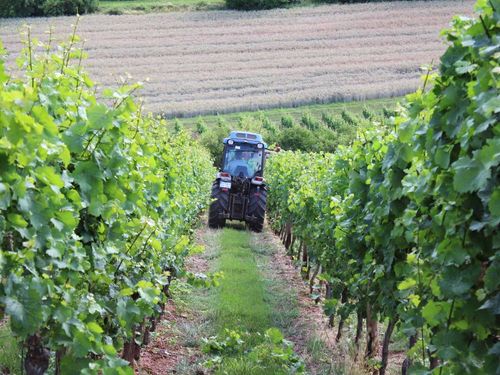 Arbeiten im Weinberg Arbeiten im Weinberg