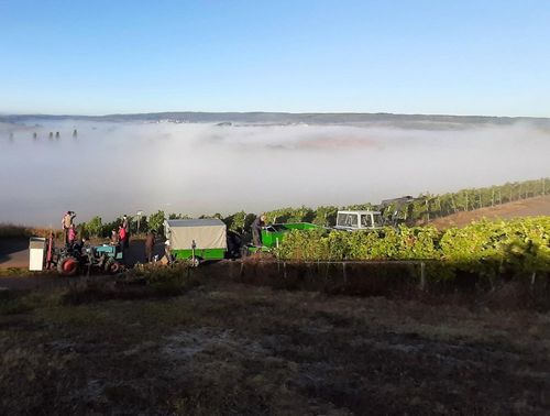 Ernte im Weinberg Ernte im Weinberg