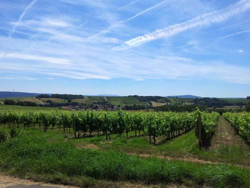 Weinberge bei Roxheim Weinberge bei Roxheim