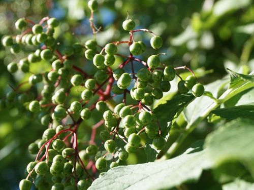 Holunderbeeren
