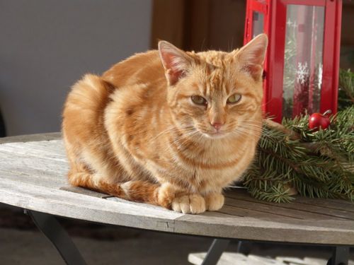 Bei uns werden Ihre Kinder schnell zu Katzenmamas und -Papas
