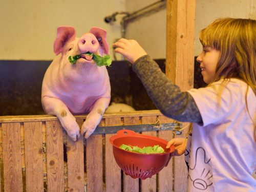 Schweine füttern Schweine füttern