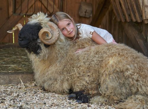 Schafe kuscheln gerne Schafe kuscheln gerne