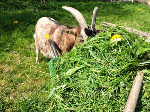 GlÃ¼ckliche Tiere