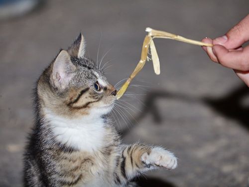 Unsere Katze