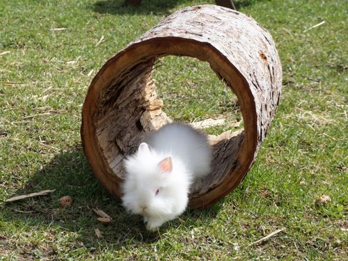 Unser Flocki Unser Flocki