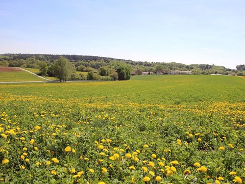 Ruhige Hoflage in der Flur