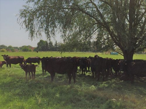 Kühe unter dem Baum Kühe unter dem Baum