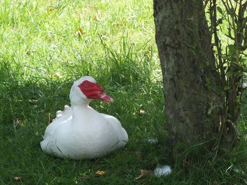 Ente im Garten Ente im Garten