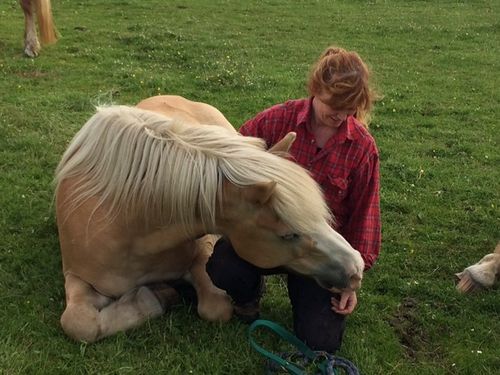 Pferd Störtebeker Pferd Störtebeker