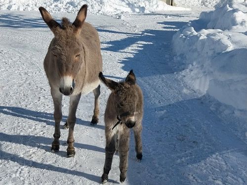 esel im winter