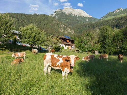 Unsere Jungkühe beim Grasen am Koppensteinlehen Unsere Jungkühe beim Grasen am Koppensteinlehen