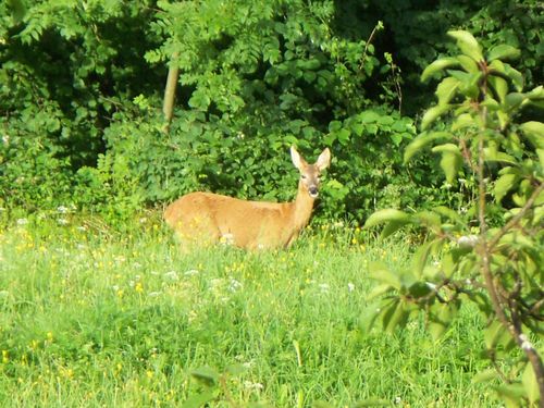 Reh am Feldrain vom Koppensteinlehen Reh am Feldrain vom Koppensteinlehen