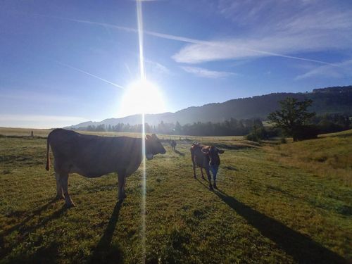 morgenstimmung morgenstimmung