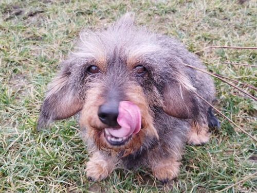 Unsere Franzi Unsere Franzi