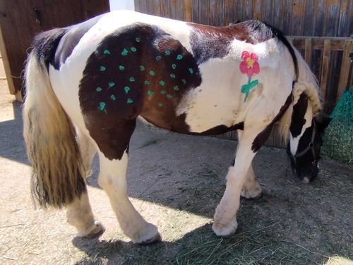 Ponies bemalen Ponies bemalen