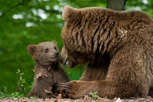 Bären im Wildpark