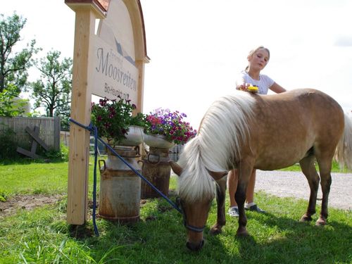 Putzen des Ponys Putzen des Ponys