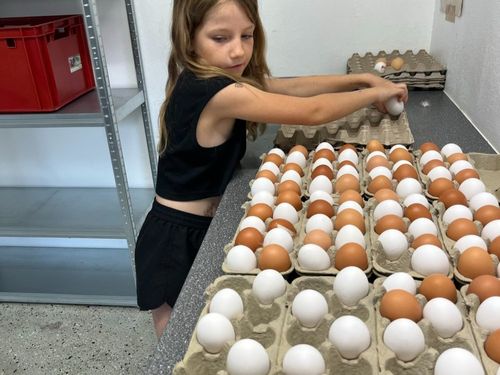 Hilfe beim Eier sammen