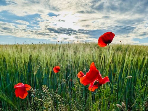 Mohnblüte auf unseren Getreidefeldern
