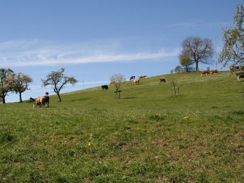 Unsere Kühe auf der Weide Unsere Kühe auf der Weide