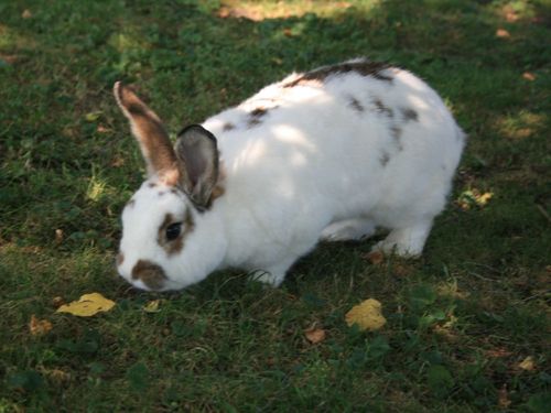 Unser Hase Schnuffi Unser Hase Schnuffi