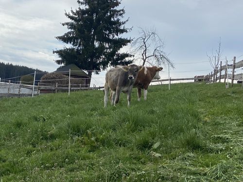 Unsere Bella auf der Weide Unsere Bella auf der Weide