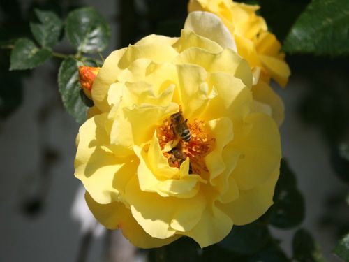 Blühende Rosen Blühende Rosen