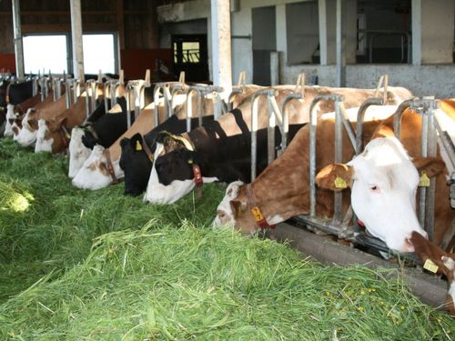 Frisches Gras für die Kühe Frisches Gras für die Kühe