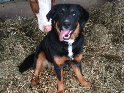 Unser Hofhund Luna Unser Hofhund Luna
