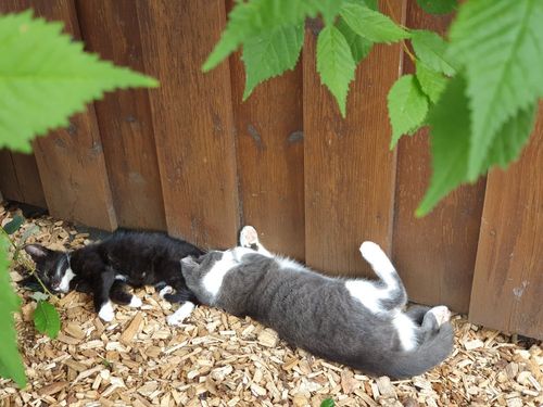 Katzen