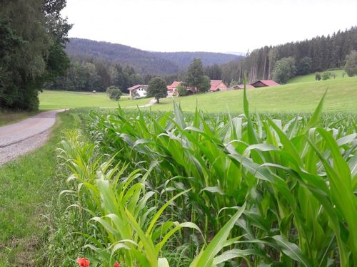 Blick von oben auf die Schmalzgrub