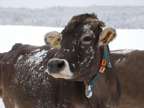 kheimwinter kheimwinter