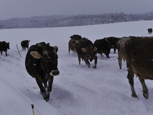 auchimwinterwollenunserekheraus auchimwinterwollenunserekheraus