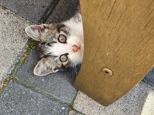 Kater Tinko Kater Tinko