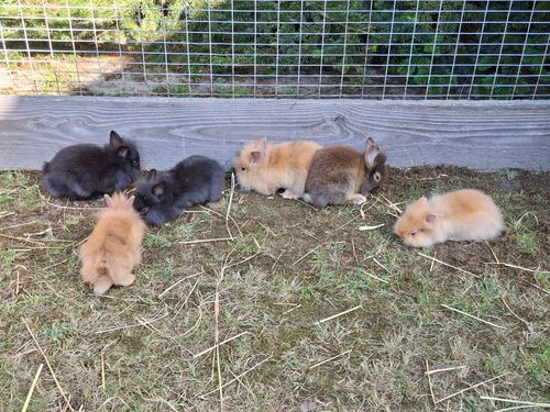 Kaninchen im Außengehege Kaninchen im Außengehege