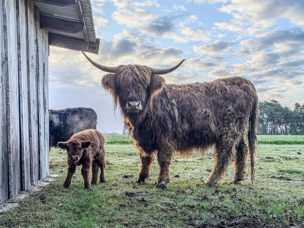 Highland-Rinder Ferienhof Wegmann Highland-Rinder Ferienhof Wegmann