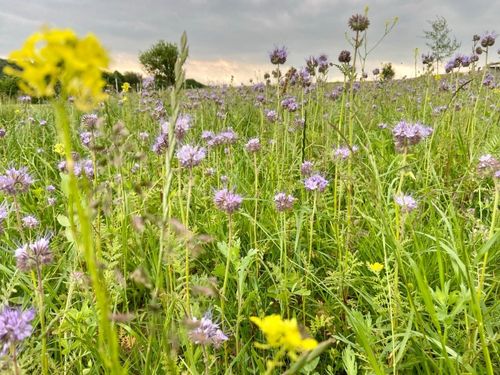 Blumenwiese Blumenwiese