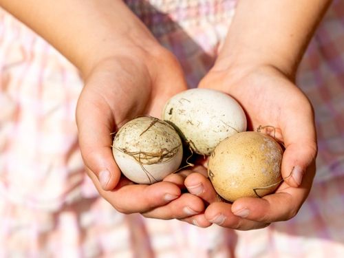 Eier sammeln Eier sammeln