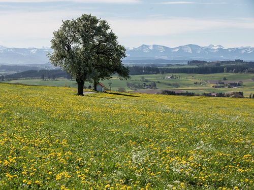 Blick über die Wiese Blick über die Wiese