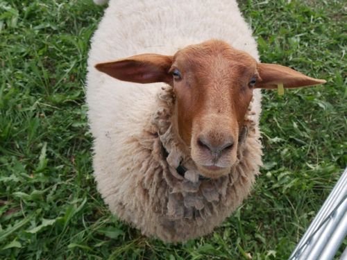 Tiere zum Anfassen Tiere zum Anfassen