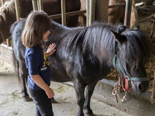 Pony streicheln Pony streicheln