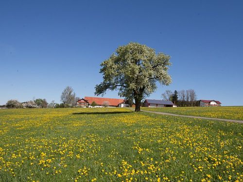 Frühling auf dem Bergferienhof Frühling auf dem Bergferienhof