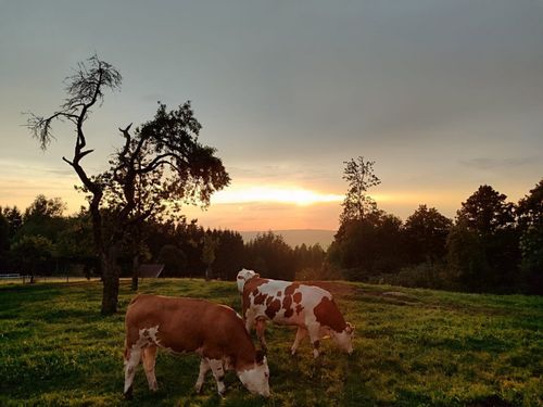 Abendstimmung auf der Weide Abendstimmung auf der Weide