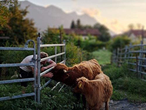 Unsere Hochlandrinder Molly und Maxl. Unsere Hochlandrinder Molly und Maxl.