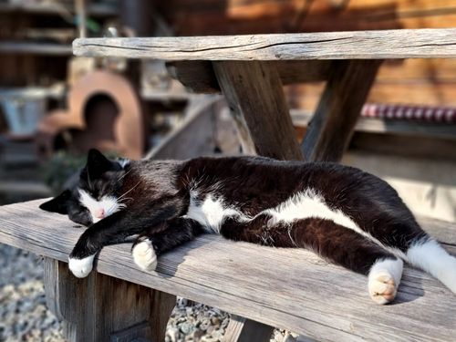 Unser Kater Diego freut sich auf liebevolle Streicheleinheiten. Unser Kater Diego freut sich auf liebevolle Streicheleinheiten.