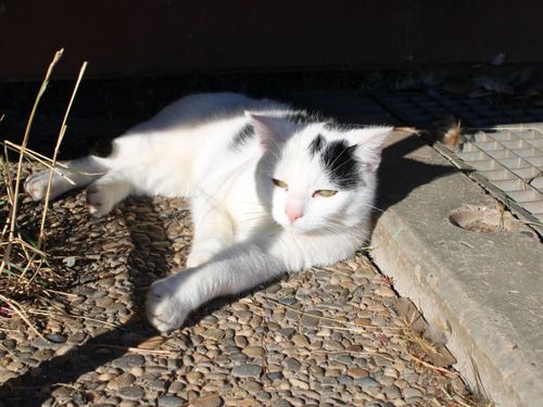 Katze Oreo Katze Oreo